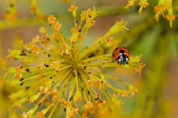 Seven-spot ladybug