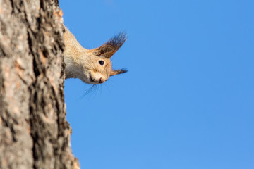 A squirrel peeks around the side of a tree