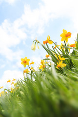 Gelbe Osterglocken © styleuneed