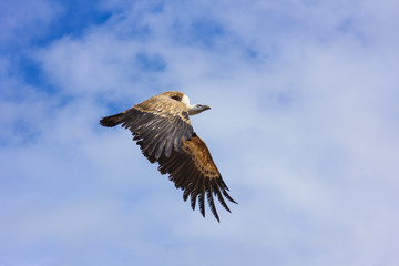 vautour