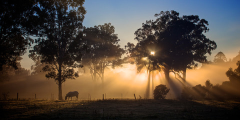 foggy morning