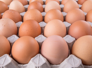 Chicken eggs in egg carton