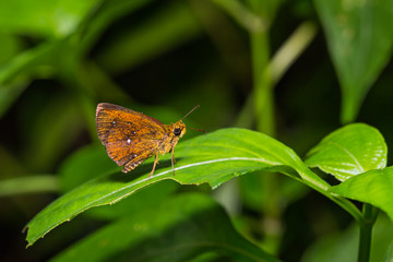 Common Chestnut Bob butterfly