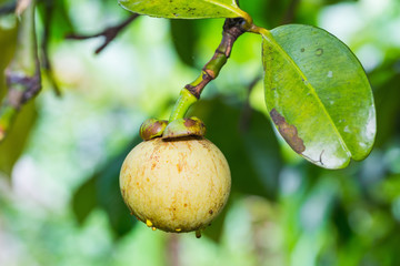 Mangosteen fruit
