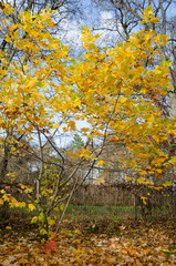 tuliptree with yellow leaves in autumn park