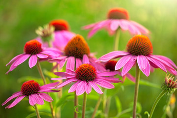 echinacea flowers - Powered by Adobe