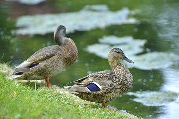 Anatra