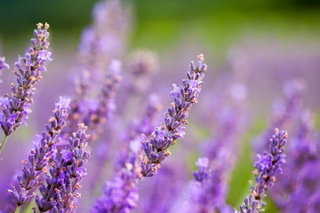 Obraz premium Lavander flowers