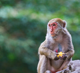 Fototapeta premium Monkey