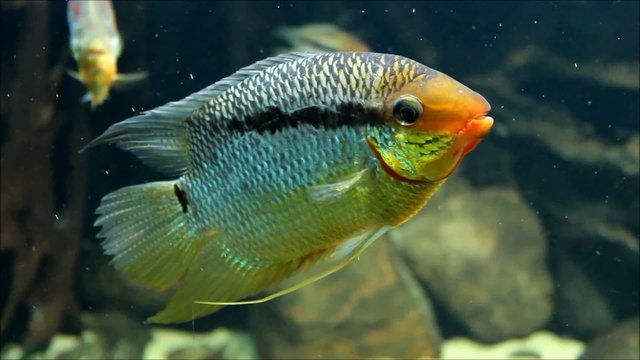 Flaggenbuntbarsch (flag cichlid ) Mesonauta insignis