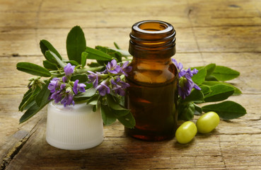 Medicago sativa Erba medica Luzerne Yonca Alfalfa برسيم حجازي