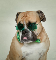 English Bulldog in his Irish Glasses