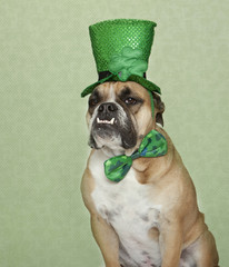Bulldog in his green St. Patty's Day gear