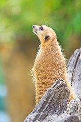 Fototapeta premium Meerkat