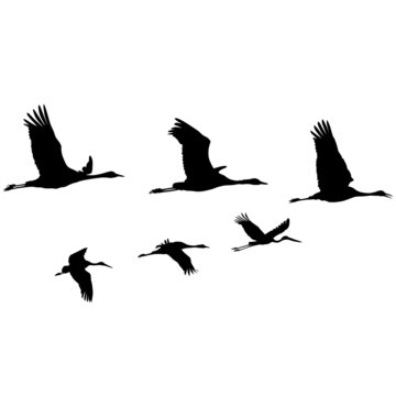 Zugv&ouml;gel, Wanderv&ouml;gel