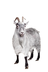 Goat Isolated On White