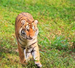Obraz premium Tiger