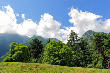 Scorcio sul bosco