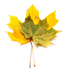 Two autumn maple-leaf