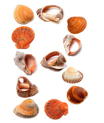 Letter B composed of seashells