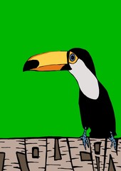 Toucan