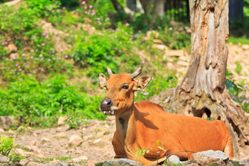 Banteng or red bull in the rainforest
