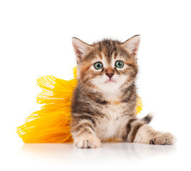 Cute kitten