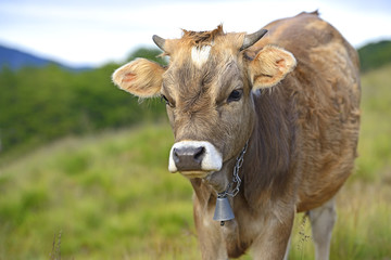Carpathian cow