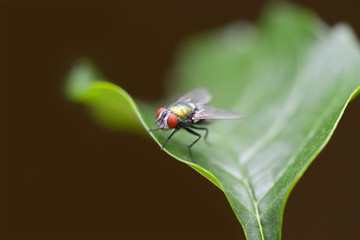Large fly on a green leaf