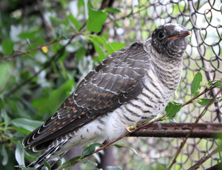 Fledgling cuckoo