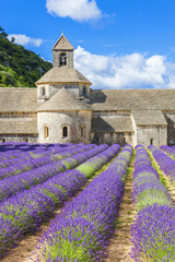 Abbey of Senanque and blooming rows lavender flowers