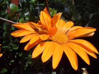 Abstract of two orange Gazania rigens flower