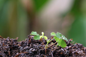 Green seedlings.
