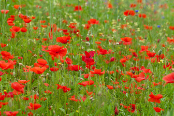 red poppies among the meadow