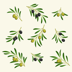 vector collection of olive branch - 67547627
