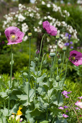 Fototapeta premium a purple poppy on a soft green background