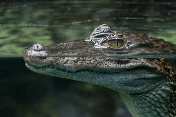 Foto op Plexiglas Krokodil krokodil