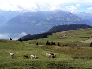 Fototapeta na wymiar Cows on Gonzen mountain of the Appenzell Alps