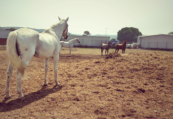 Back shot of white horse with few horses