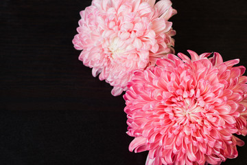 Pink red aster flowers