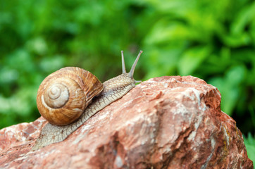 Snail on stone