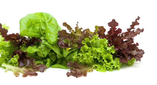 lettuce of different types on a white background