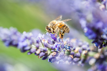 Abeille sur lavande