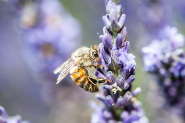 Abeille sur lavande