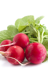 Bunch of fresh radish siolated on white