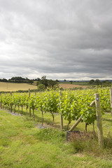 Fototapeta na wymiar Vines and Vineyard near Topsham Devon England UK