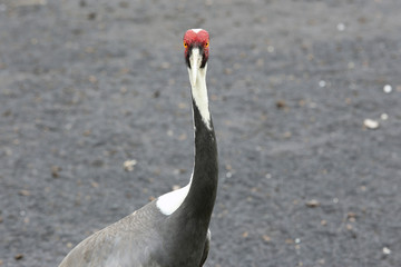 Fototapeta premium Crane