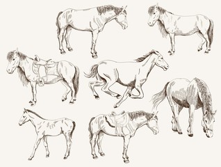 Fototapeta na wymiar silhouettes of horses