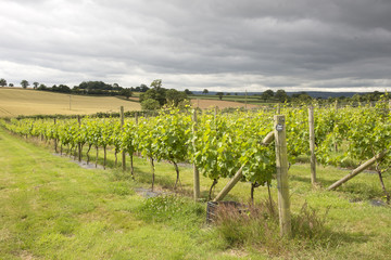 Fototapeta na wymiar Vines and Vineyard near Topsham Devon England UK