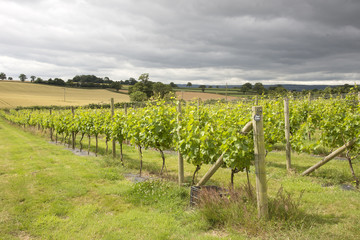 Vines and Vineyard near Topsham Devon England UK